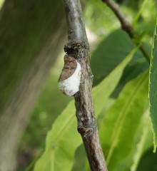 Pulvinaria innumerabilis