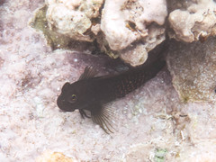 Cirripectes stigmaticus