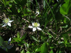Coptis trifolia