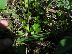 Coptis trifolia