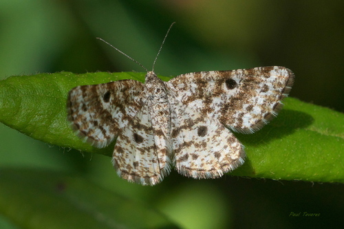 Sharp-lined Powder Moth