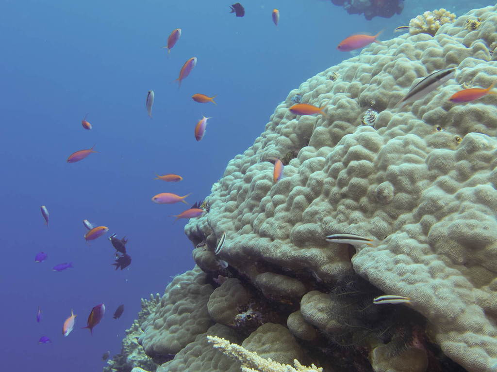 Peach anthias (Pseudanthias dispar) — Serranidae