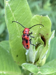 Tetraopes tetrophthalmus