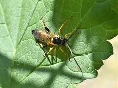 Ichneumon xanthorius