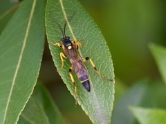 Ichneumon xanthorius