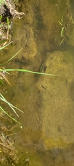 Gambusia holbrooki