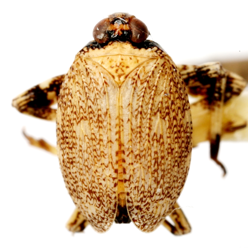 Phylloscelis pennata