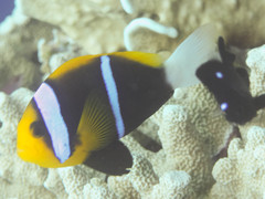 Amphiprion chrysopterus