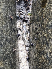 Oligocottus maculosus