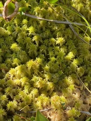 Sphagnum cuspidatum