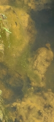 Gambusia holbrooki