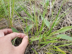 Dichanthelium perlongum