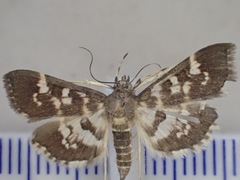Bocchoris artificalis