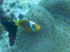 Amphiprion leucokranos