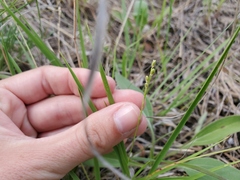 Dichanthelium perlongum