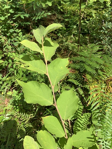 Bigleaf snowbell (Styrax grandifolius)