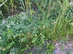 Astragalus glycyphyllos