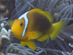 Amphiprion leucokranos