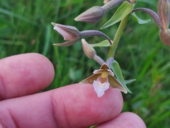 Epipactis palustris