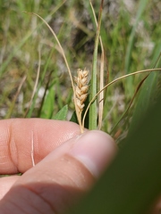 Carex meadii