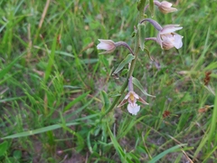 Epipactis palustris