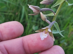 Epipactis palustris