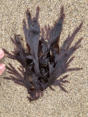 Callophyllis violacea