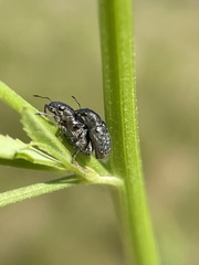 Sitona cylindricollis