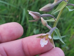 Epipactis palustris