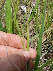 Carex meadii