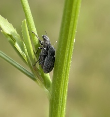 Sitona cylindricollis