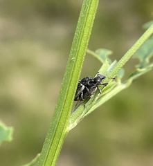Sitona cylindricollis