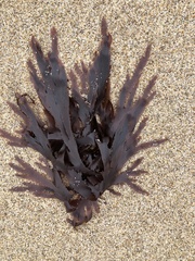 Callophyllis violacea