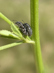 Sitona cylindricollis
