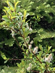 Salix planifolia