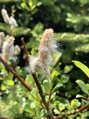 Salix planifolia