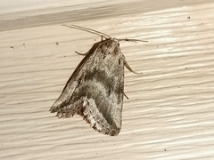 Phyllophila obliterata