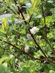 Salix planifolia