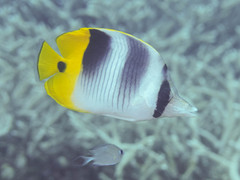 Chaetodon ulietensis