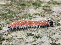 Erebidae