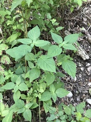 Ruellia drummondiana