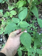 Ruellia drummondiana