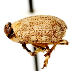 Phylloscelis pennata
