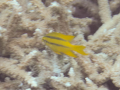 Neoglyphidodon nigroris