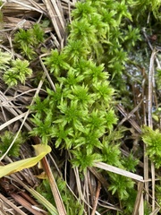 Sphagnum torreyanum