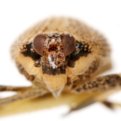 Phylloscelis pennata