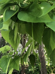 Catalpa bignonioides