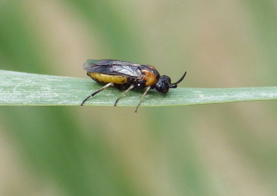 Outer Purslane Sawfly