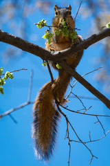 Sciurus niger