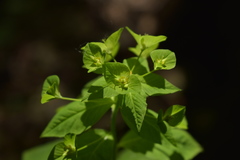 Euphorbia squamosa